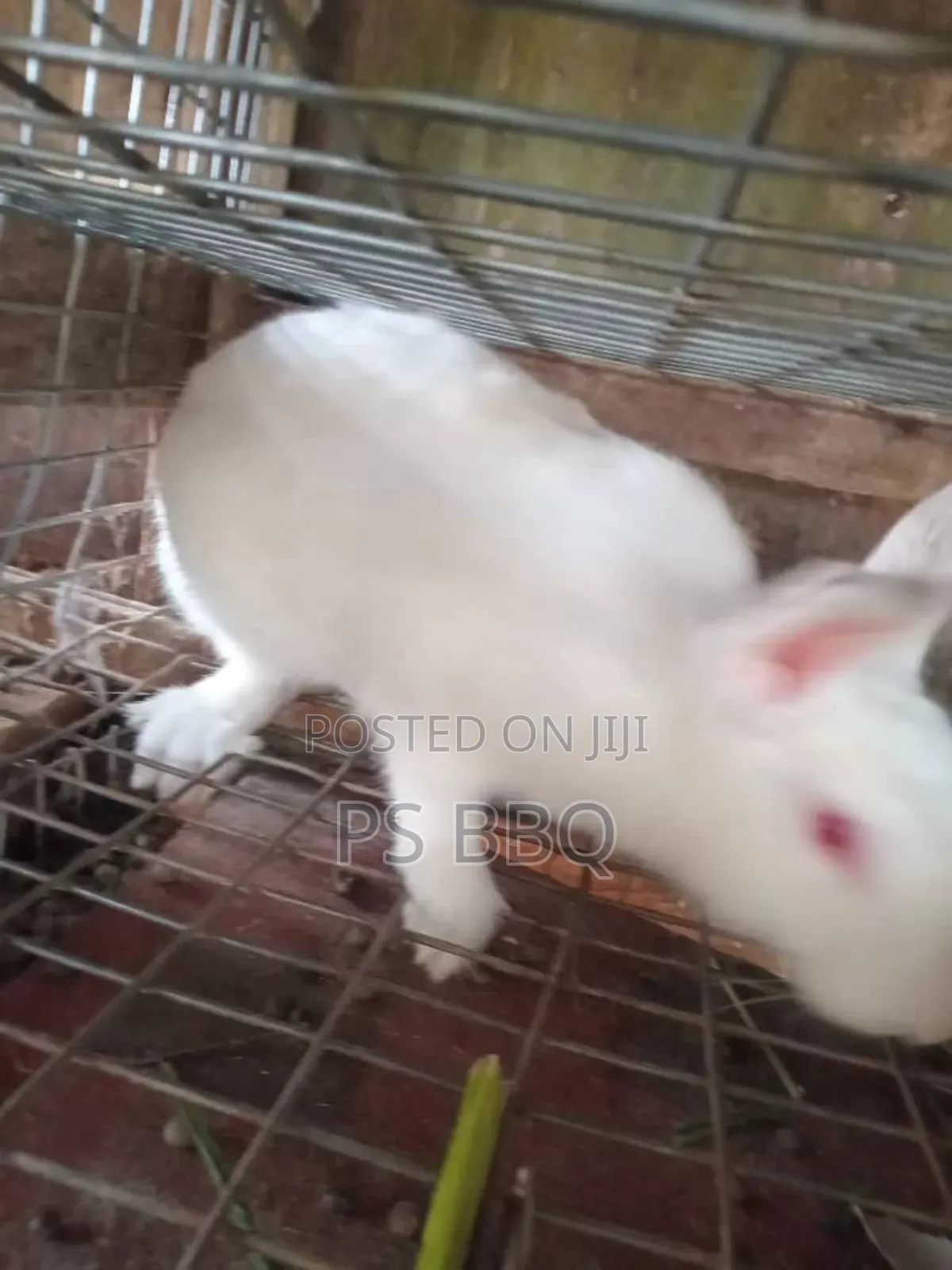 Rabbit Available in Different Breeds