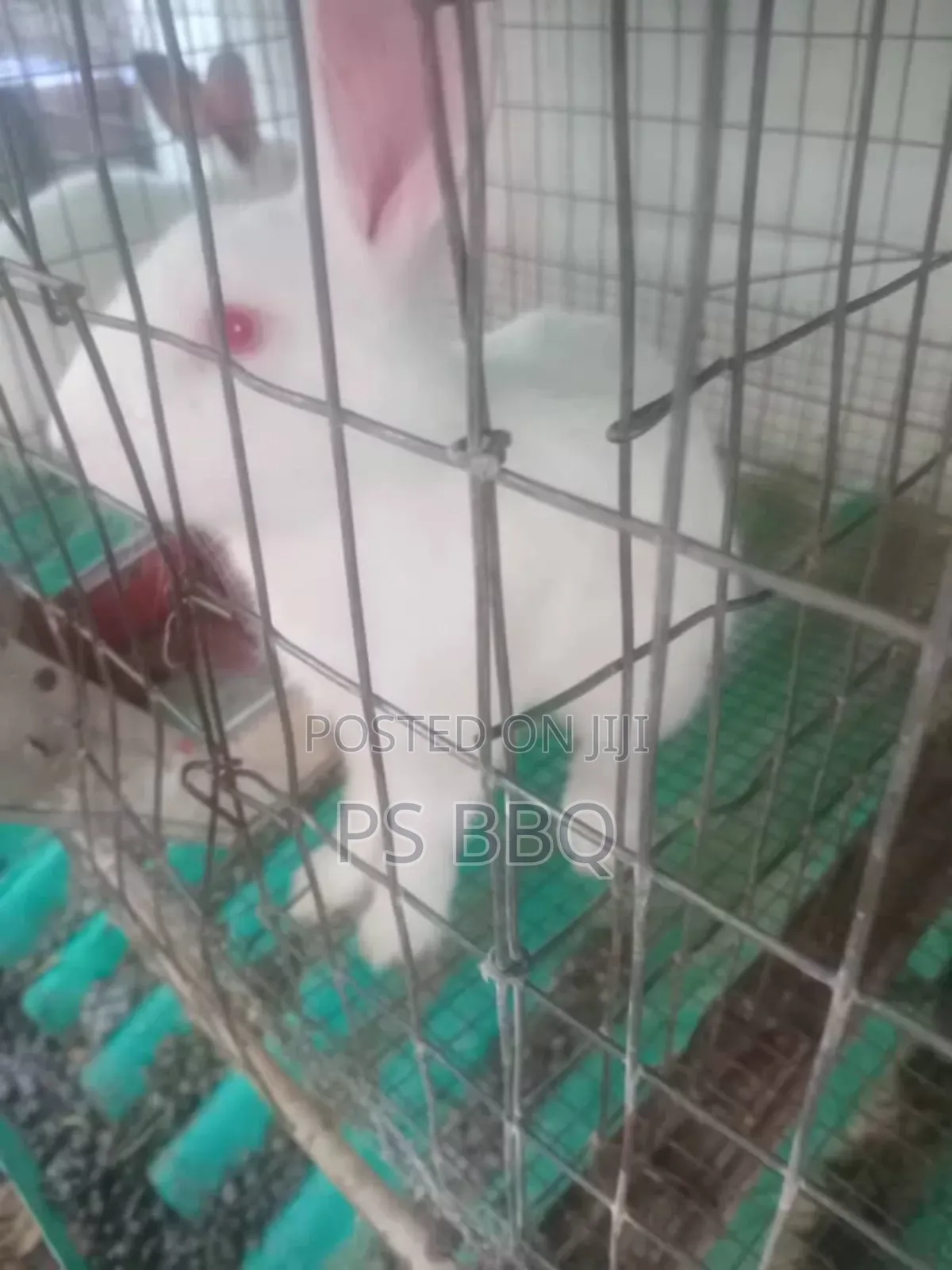 Rabbit Available in Different Breeds