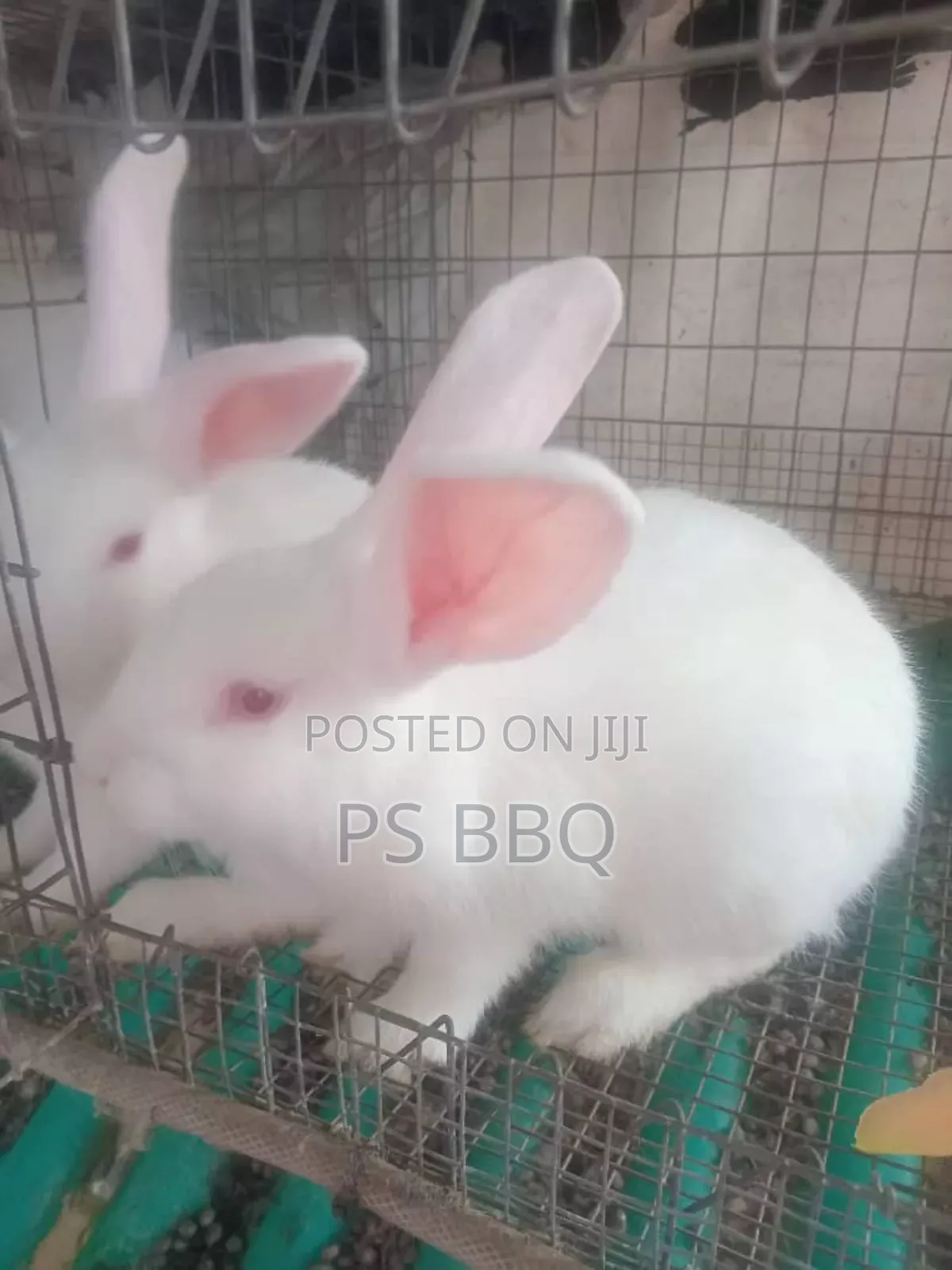 Rabbit Available in Different Breeds