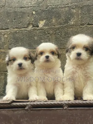 0-1 month Male Purebred Lhasa Apso