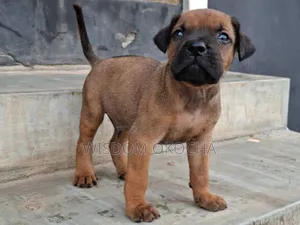 1-3 months Female Purebred Boerboel