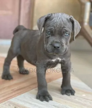 0-1 month Male Purebred Cane Corso