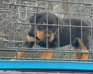 1-3 months Female Purebred Rottweiler