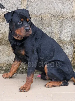 1+ year Male Purebred Rottweiler