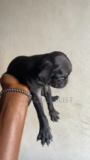 3-6 months Female Purebred Pug