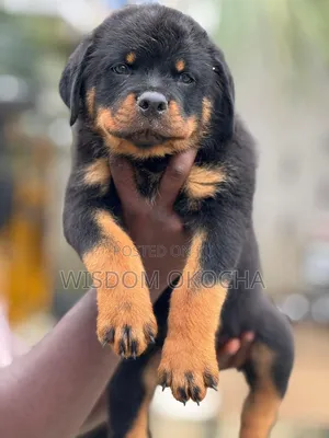 1-3 months Male Purebred Rottweiler