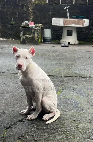 6-12 months Female Purebred American Pit Bull Terrier