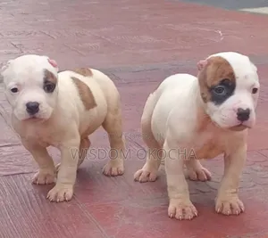 1-3 months Male Purebred Bulldog
