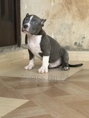 1-3 months Male Purebred American Bully