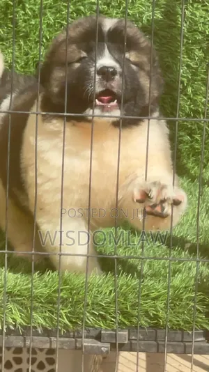 1-3 months Male Purebred Caucasian Shepherd