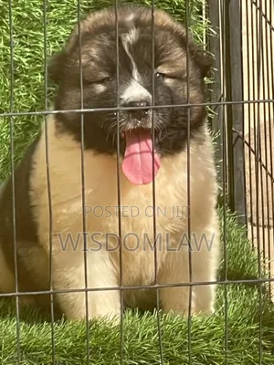 1-3 months Male Purebred Caucasian Shepherd