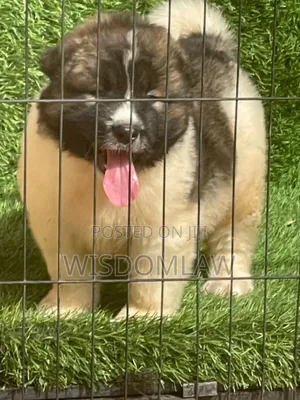 1-3 months Male Purebred Caucasian Shepherd