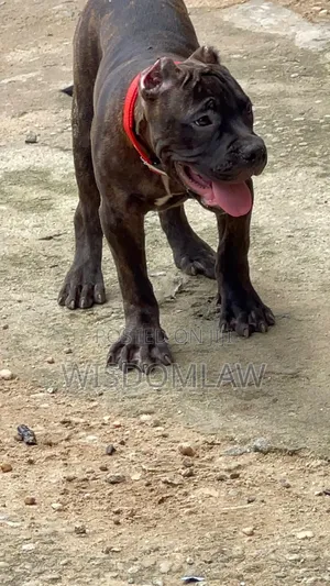 3-6 months Male Purebred American Bully