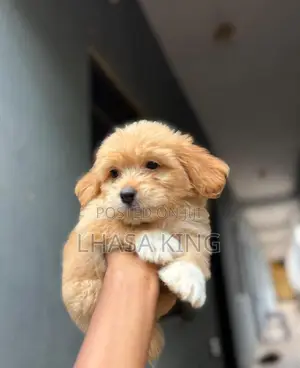 1-3 months Female Purebred Lhasa Apso