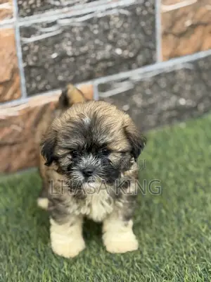 1-3 months Female Purebred Lhasa Apso