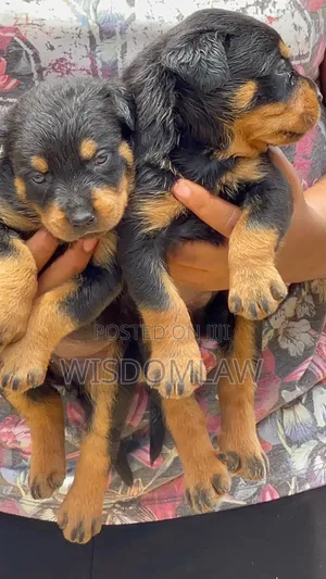 1-3 months Female Purebred Rottweiler