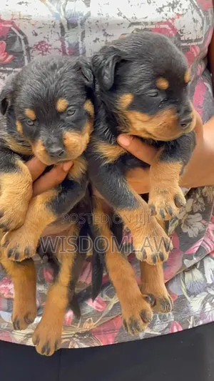 1-3 months Male Purebred Rottweiler