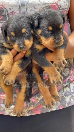 1-3 months Female Purebred Rottweiler