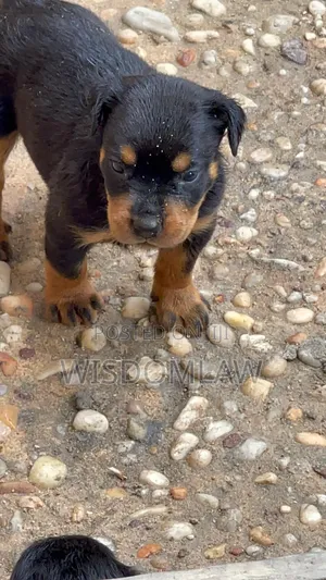 1-3 months Male Purebred Rottweiler