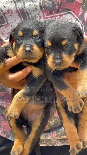1-3 months Female Purebred Rottweiler