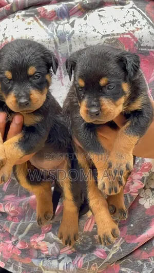 1-3 months Male Purebred Rottweiler
