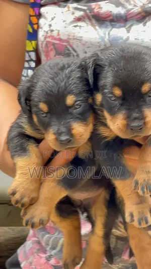 1-3 months Male Purebred Rottweiler