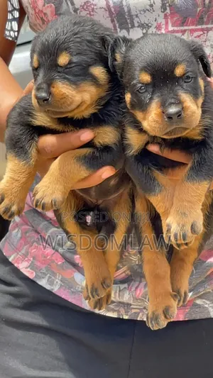 1-3 months Female Purebred Rottweiler