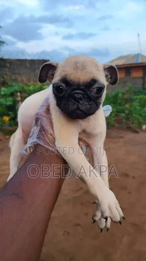 1-3 months Female Purebred Pug
