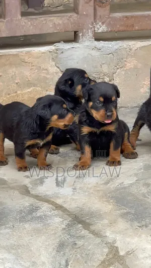 1-3 months Female Purebred Rottweiler