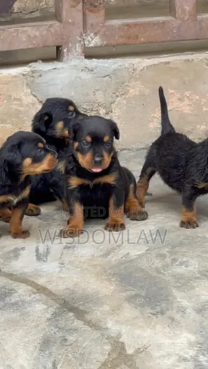 1-3 months Female Purebred Rottweiler
