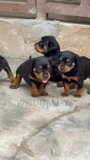 1-3 months Female Purebred Rottweiler