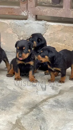 1-3 months Male Purebred Rottweiler
