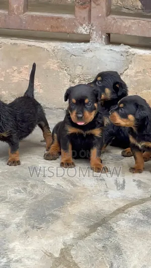 1-3 months Female Purebred Rottweiler
