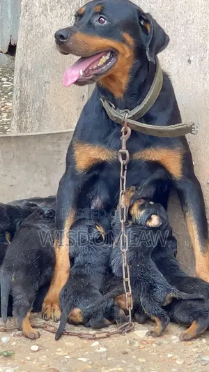 1-3 months Female Purebred Rottweiler