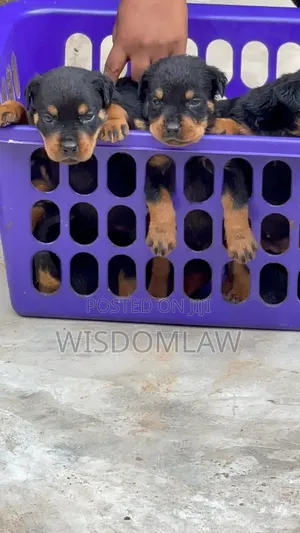 1-3 months Male Purebred Rottweiler