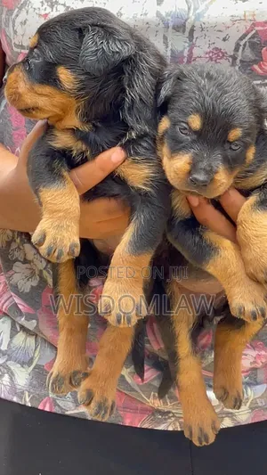 1-3 months Female Purebred Rottweiler