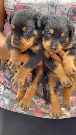 1-3 months Female Purebred Rottweiler