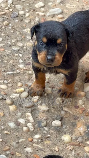 1-3 months Male Purebred Rottweiler