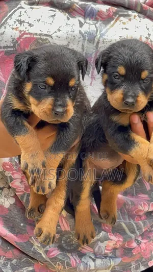 1-3 months Female Purebred Rottweiler