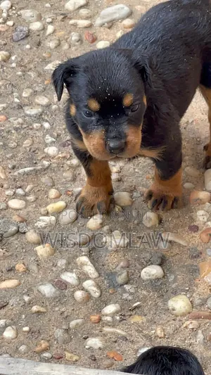 1-3 months Male Purebred Rottweiler