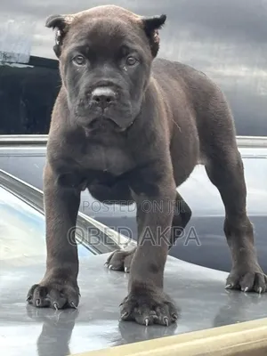 1-3 months Male Purebred Cane Corso