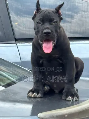 1-3 months Male Purebred Cane Corso