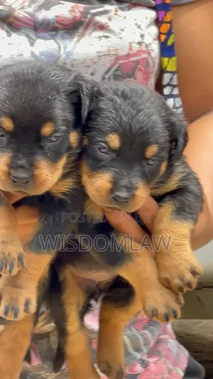1-3 months Female Purebred Rottweiler