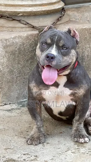 6-12 months Male Purebred American Bully