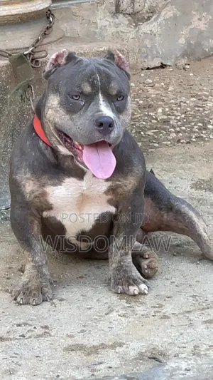 6-12 months Male Purebred American Bully