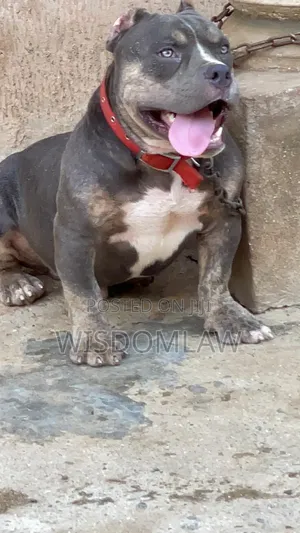 6-12 months Male Purebred American Bully