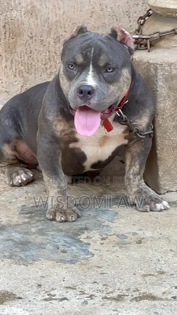 6-12 months Male Purebred American Bully in Ibadan Dogs
