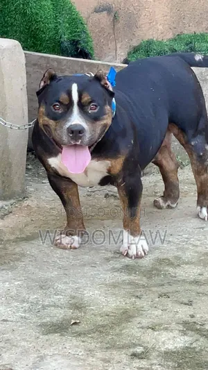 1+ year Female Purebred American Bully