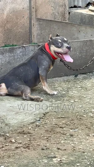 6-12 months Female Purebred American Bully