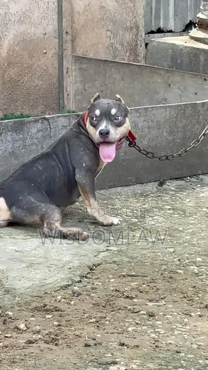 6-12 months Female Purebred American Bully